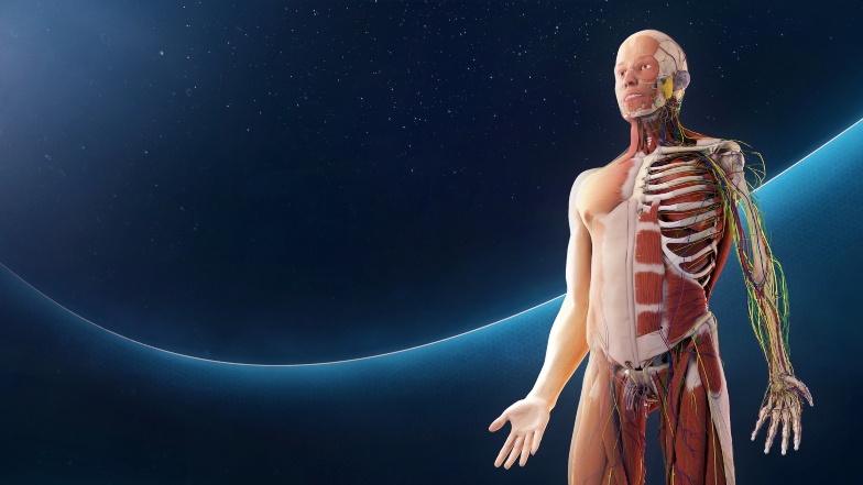 human anatomy vr